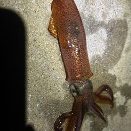 ミミイカ