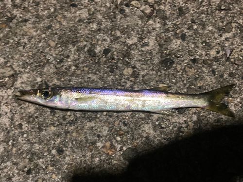 釣果