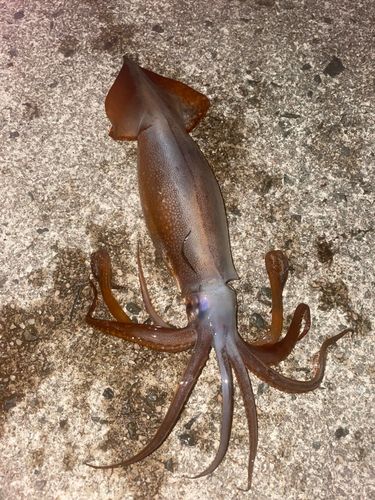 スルメイカの釣果