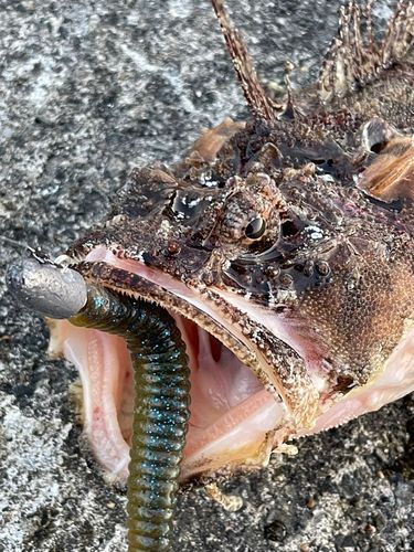 カジカの釣果