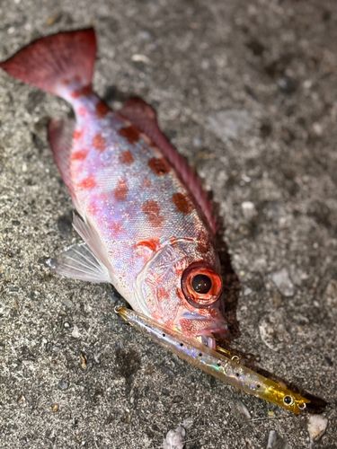 ゴマヒレキントキの釣果