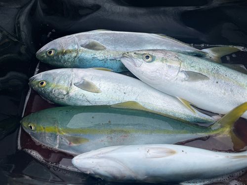 釣果