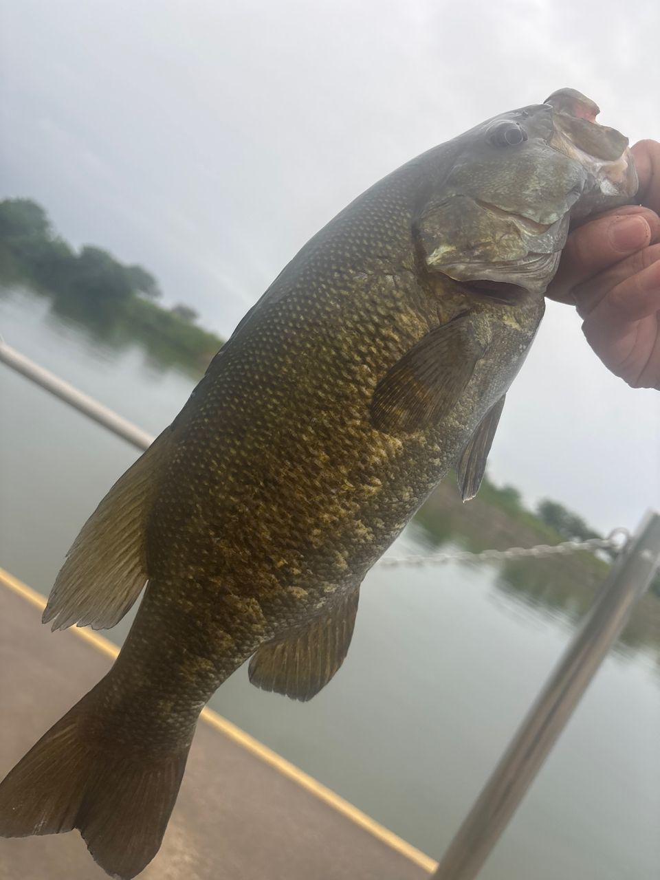 スモールマウスバス