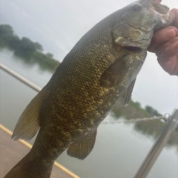 スモールマウスバス