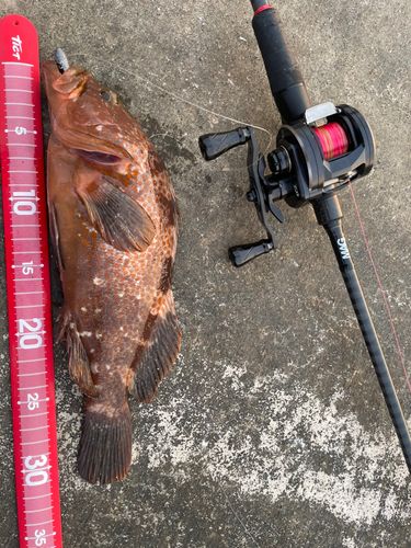 キジハタの釣果
