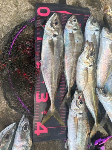 アジの釣果