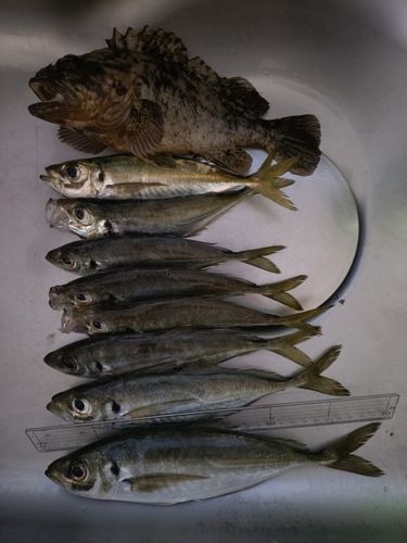 アジの釣果