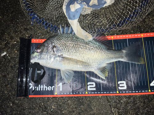 キビレの釣果