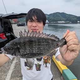 クロダイ
