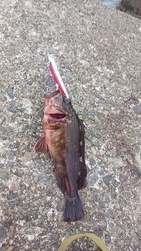 釣果