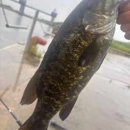 スモールマウスバス