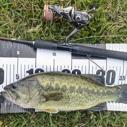 ラージマウスバス