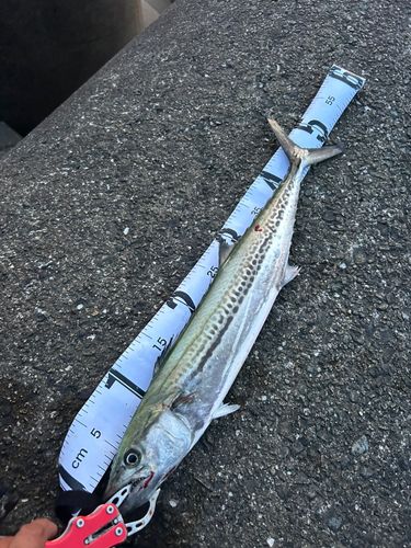 サゴシの釣果