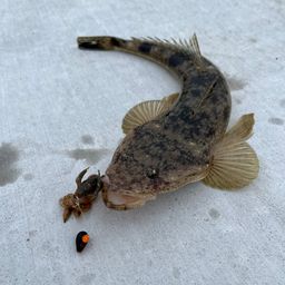 マゴチ
