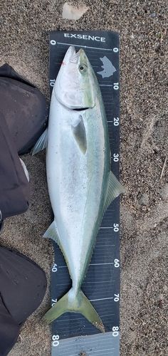 ブリの釣果