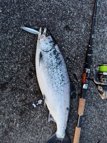 サクラマスの釣果