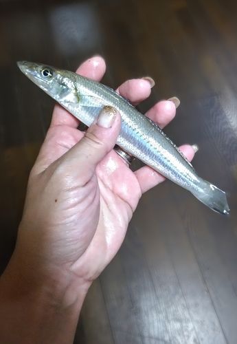 キスの釣果