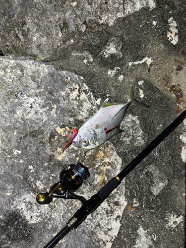 オニヒラアジの釣果