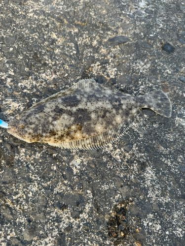 ヒラメの釣果