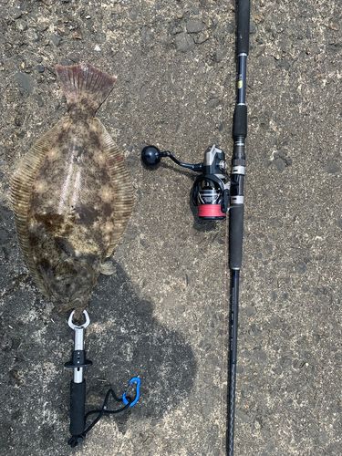 ヒラメの釣果