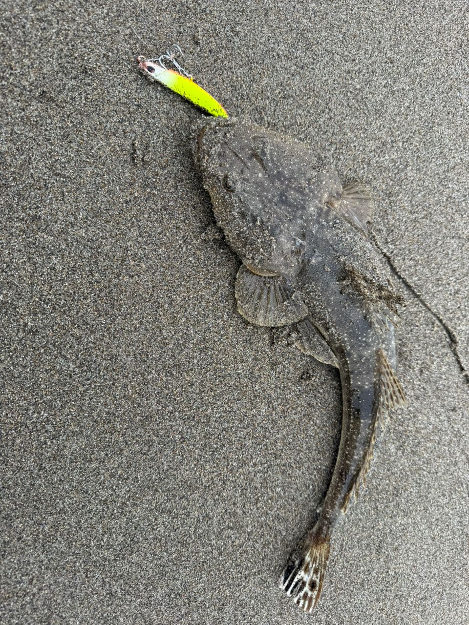 マゴチ
