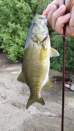 スモールマウスバスの釣果