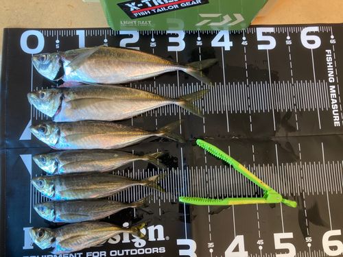 アジの釣果