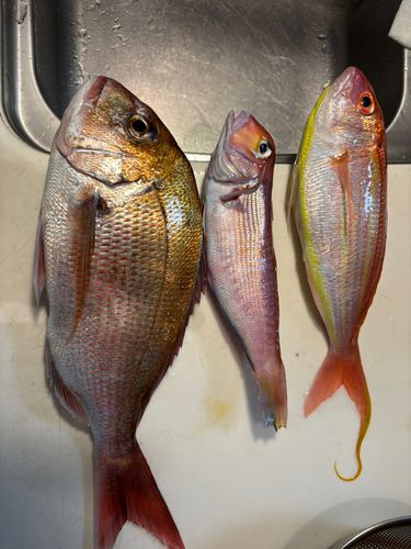 マダイの釣果