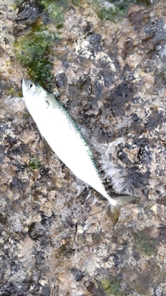 マサバの釣果