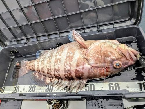 マハタの釣果