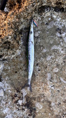 オオメカマスの釣果