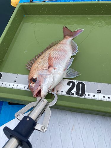 マダイの釣果