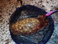 コウイカの釣果