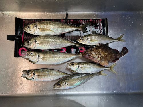 アジの釣果