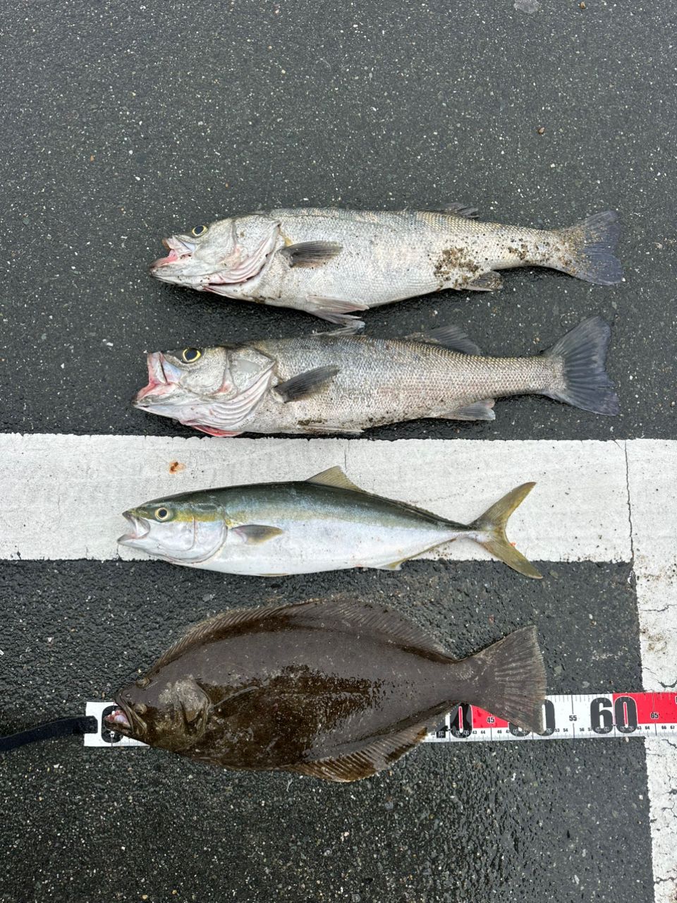 シーバス