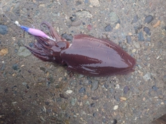 モンゴウイカの釣果