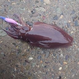 モンゴウイカ