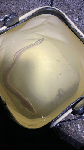 アナゴの釣果