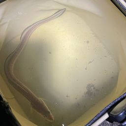アナゴ