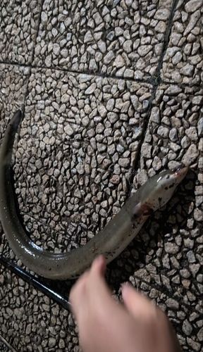 ウナギの釣果
