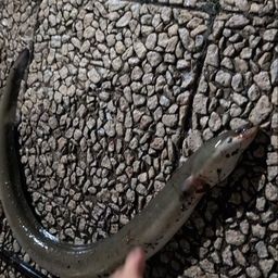 ウナギ