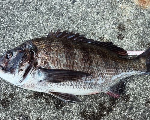 釣果