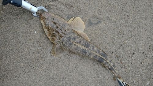 マゴチの釣果