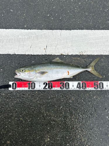 イナダの釣果