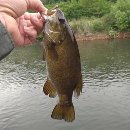 スモールマウスバス