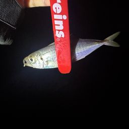 アジ