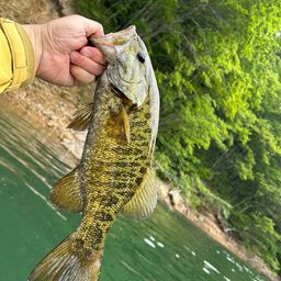 スモールマウスバス