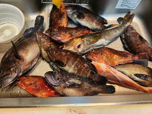 アイナメの釣果