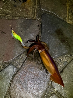 イカの釣果