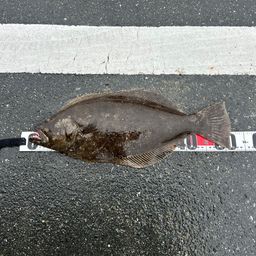 ヒラメ